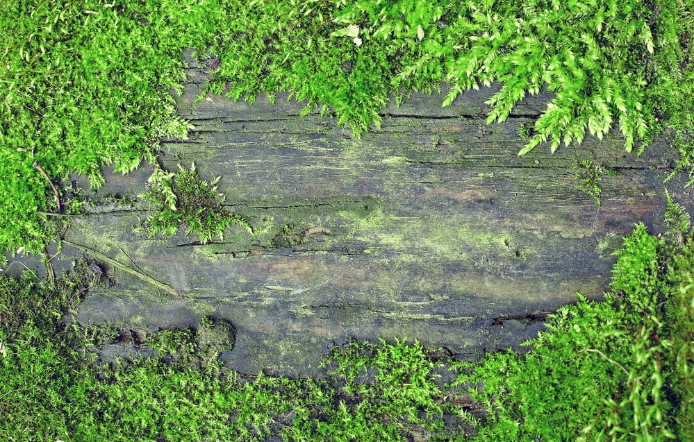 Moss On Wooden Wall