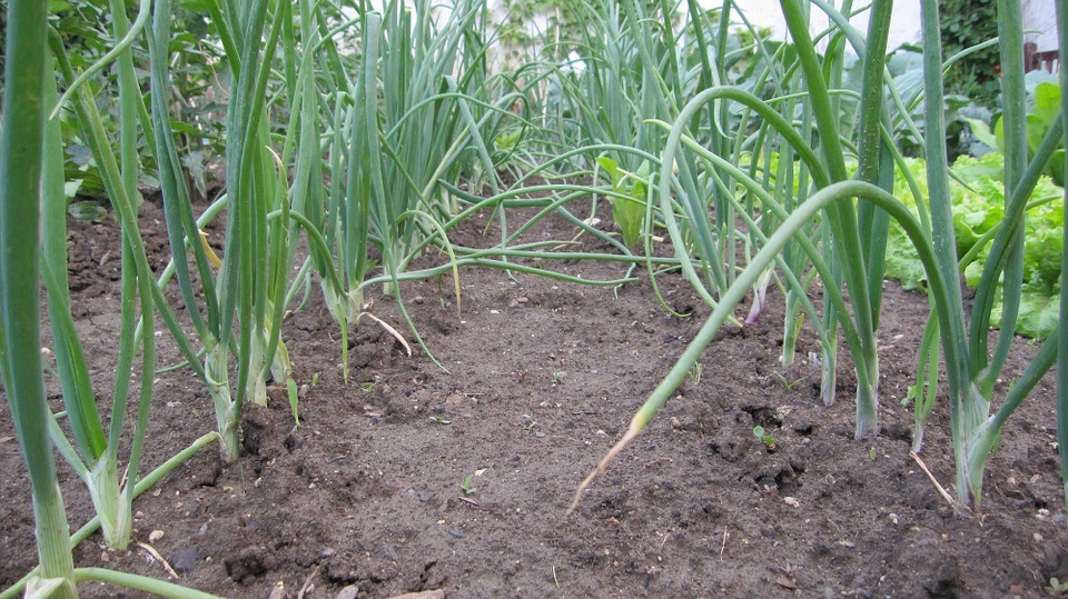Onion Spacing: How Far Apart to Plant Them (and Mistakes ...