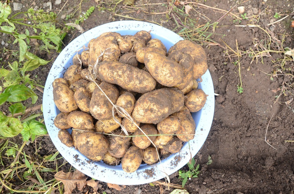 What's the Best Fertilizer for Potatoes? Click to Find out! Sproutabl