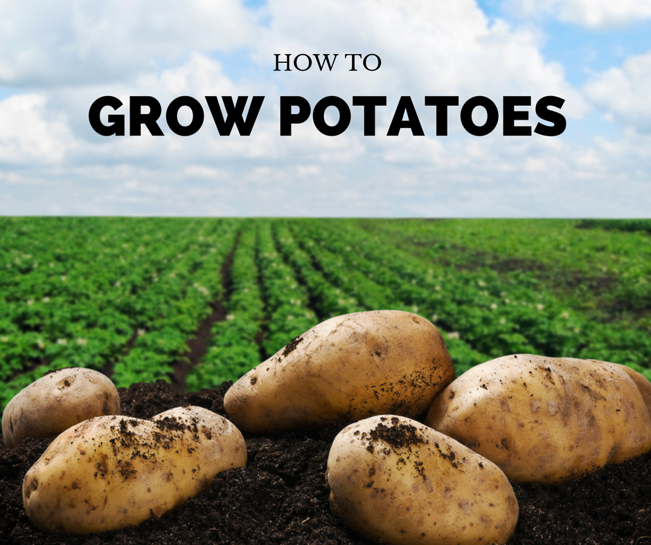 How To Grow Potatoes A Step By Step Tutorial Properly Rooted