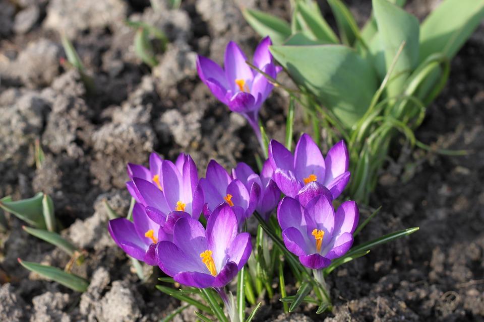 5 Helpful Tips for Growing Saffron & Harvesting it Sproutabl