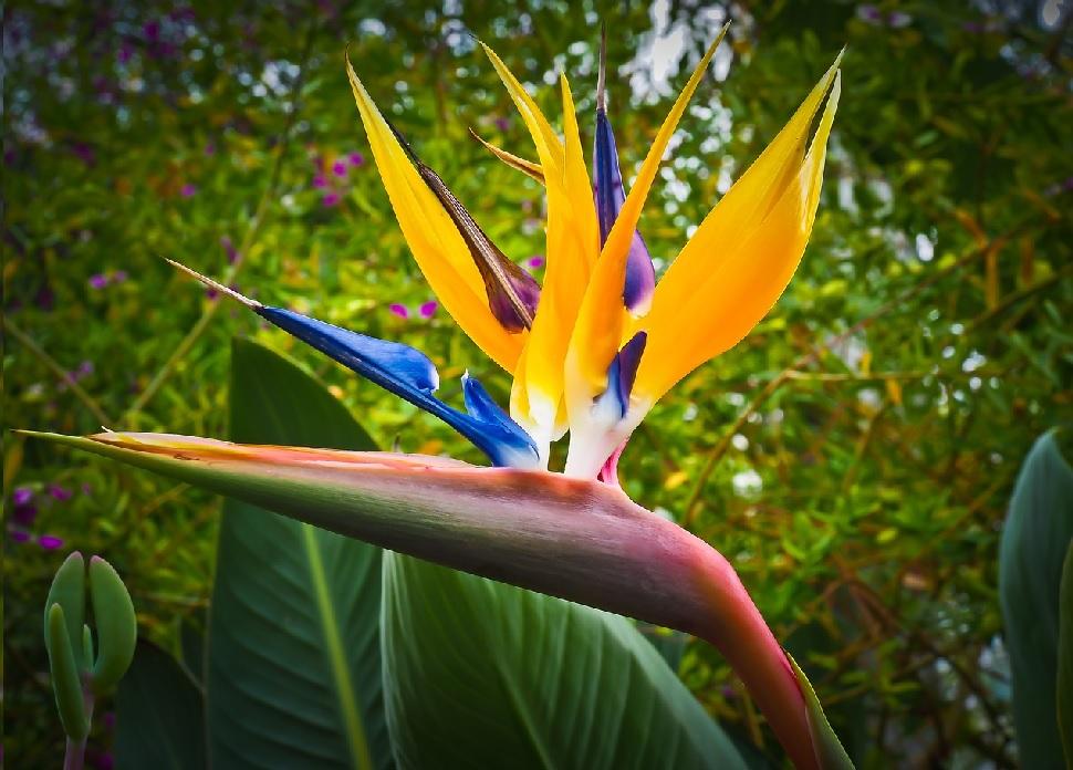 download bird of paradise plant for free
