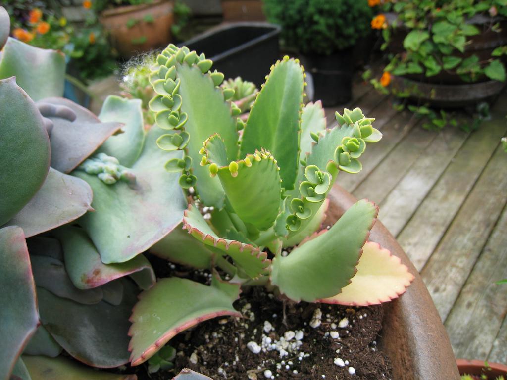 Mother Of Thousands Plant Care