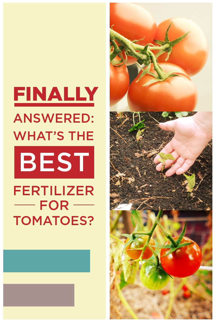 What Are the Best Fertilizers for Tomatoes? Sproutabl