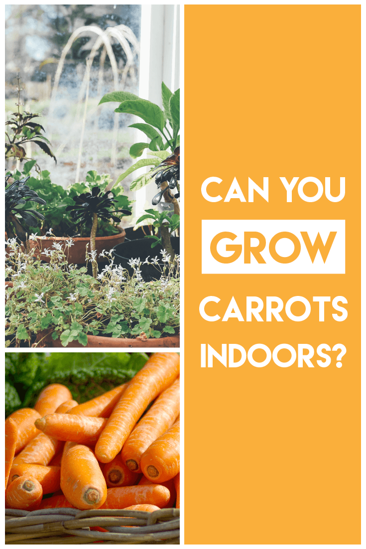 [Tutorial] Growing Carrots Indoors Pros & Cons Sproutabl