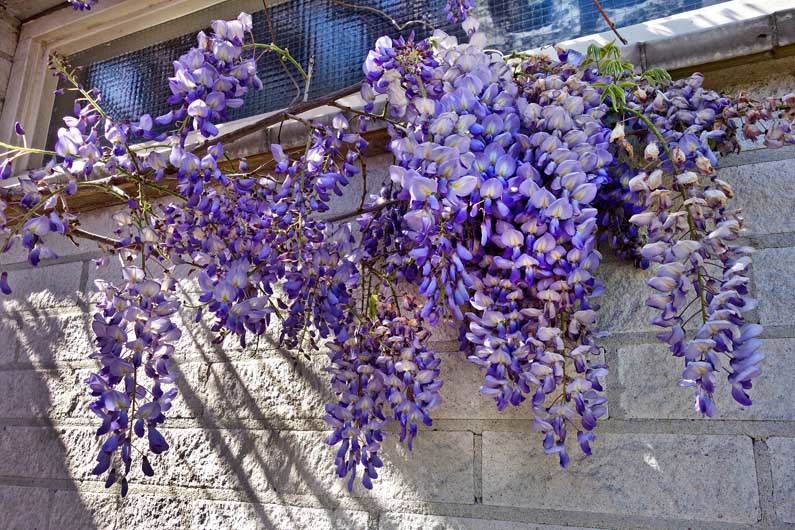purple perennials