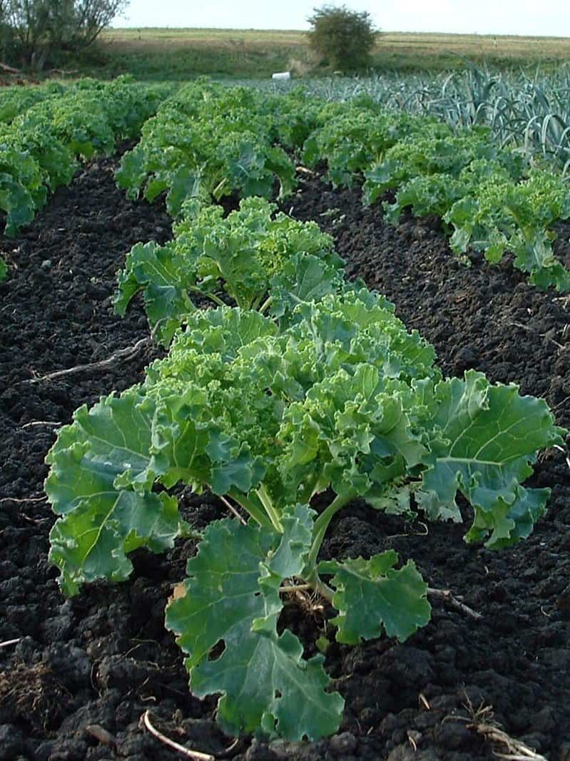 Kale Plant Spacing Kale spacing: how far apart to plant