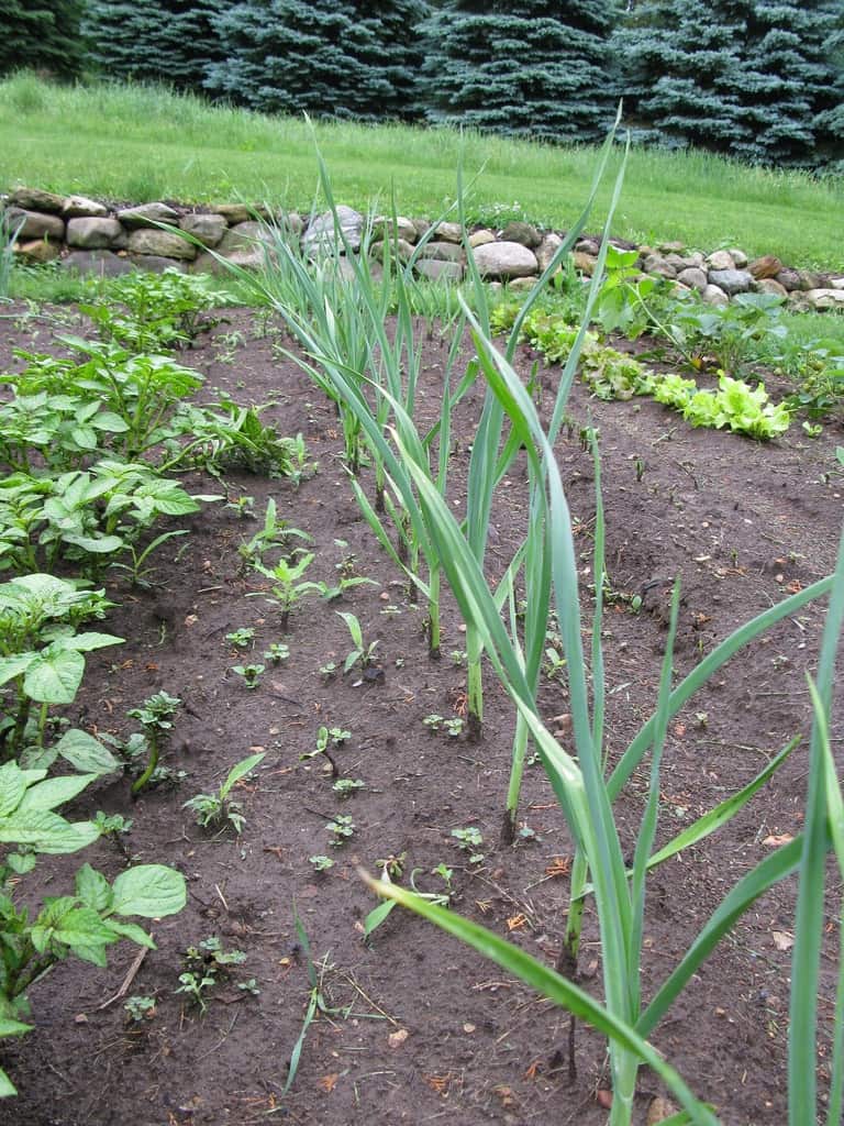Quick Tips for Garlic Spacing Properly Rooted