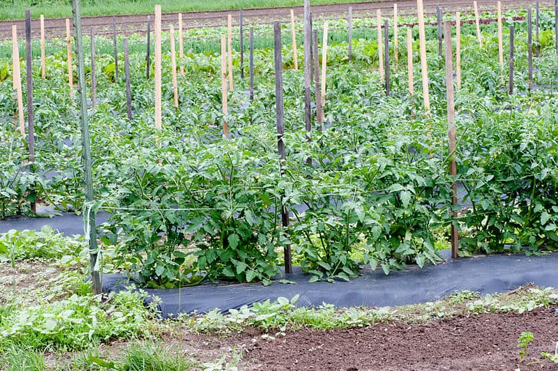 How to Stake Tomatoes: Recommendations - Properly Rooted