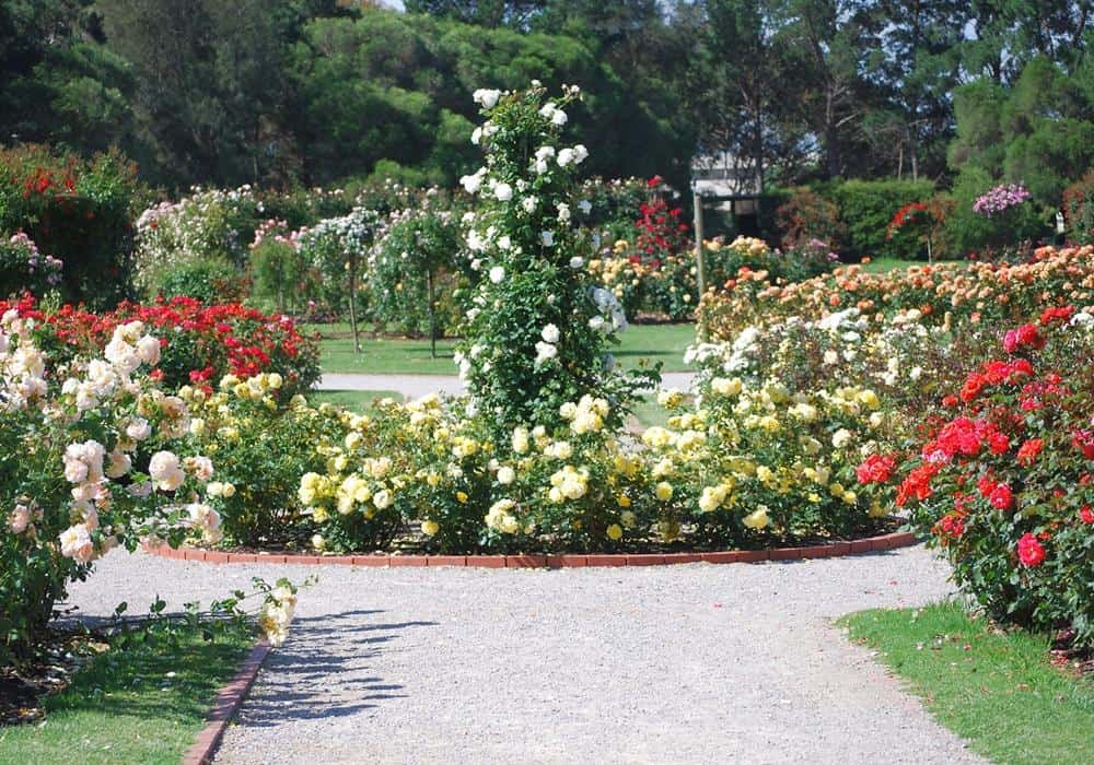 Effective Rose Garden Design Ideas, Rose Garden Landscaping Ideas