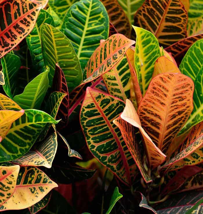 The Croton Plant Is Your Next Favorite Flowering Plant – Properly Rooted