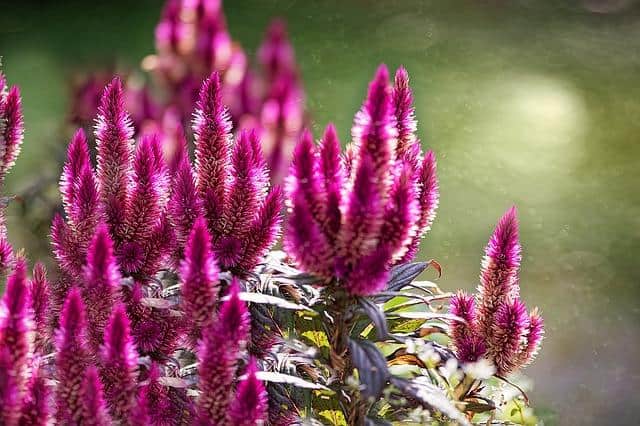 Give Your Garden A Burst Of Color With A Celosia Properly Rooted