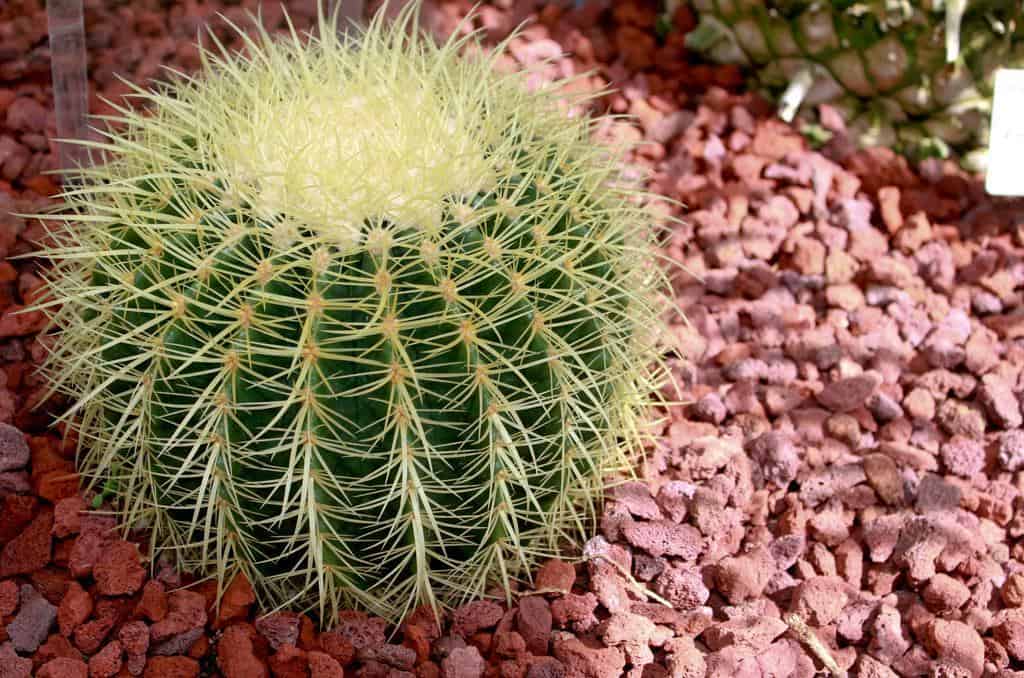 How To Grow The Golden Barrel Cactus Properly Rooted