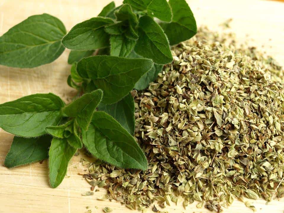 9 Simple Techniques For How Long Do Oregano Seeds Last