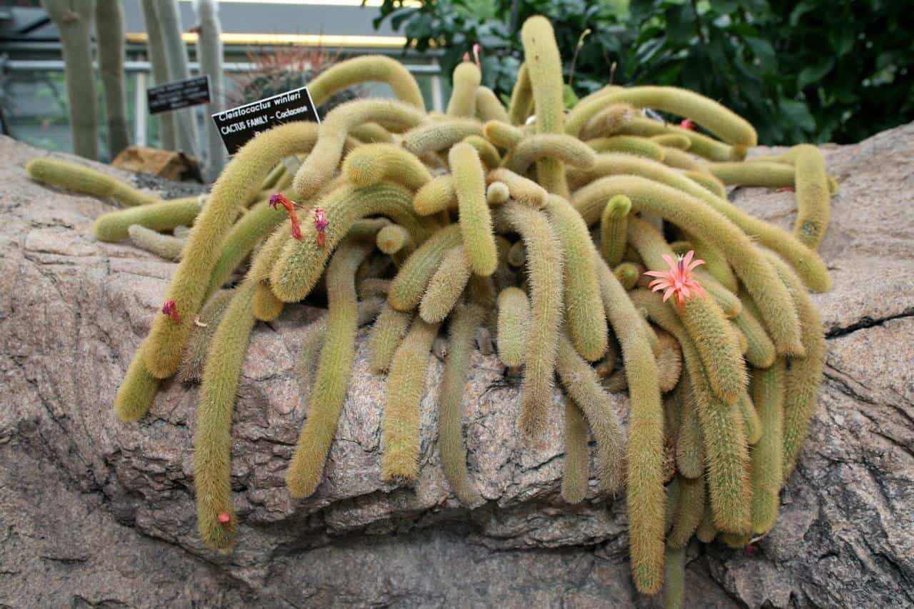 rat tail cactus