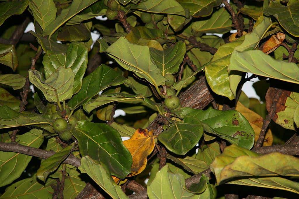 Top Tips For Ficus Lyrata Maintenance Properly Rooted,What Are Scallops Made Out Of