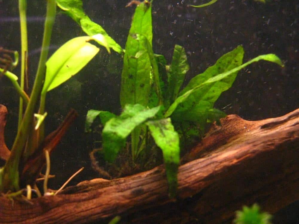 How To Grow And Care For The Finicky Java Fern Properly Rooted