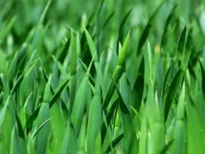 Get Great Lawns with the Best Grass Seed for Ohio – Properly Rooted