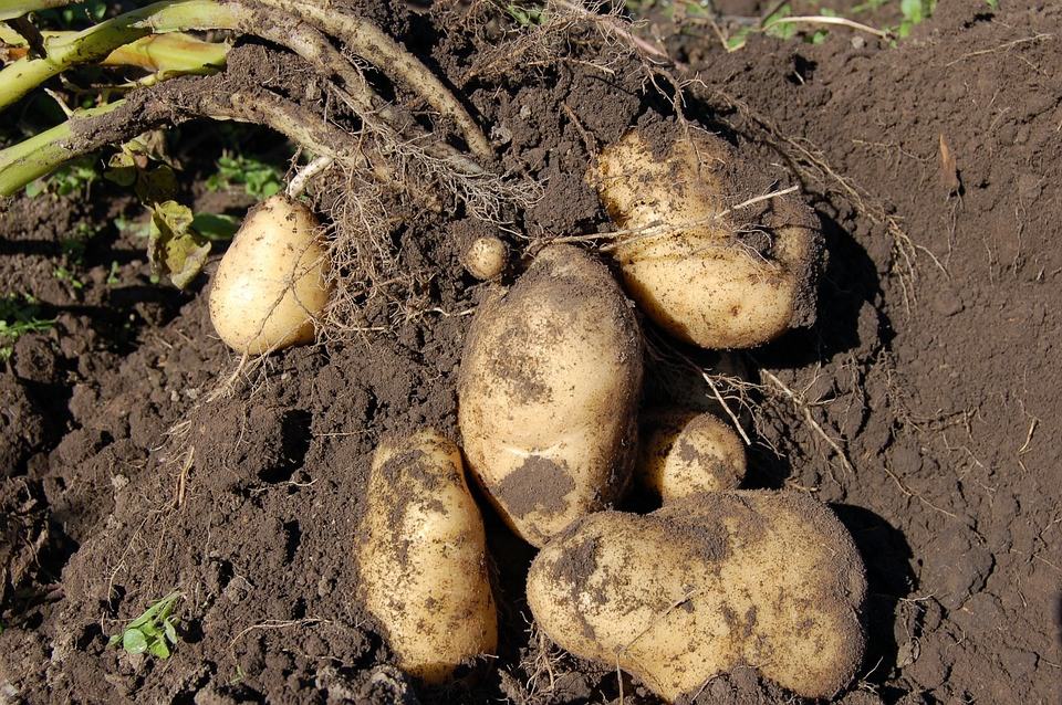 Tracking Down the Best Soil for Potatoes Properly Rooted
