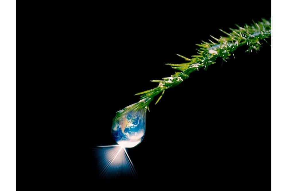 How Long Do Watering Globes Last? Properly Rooted