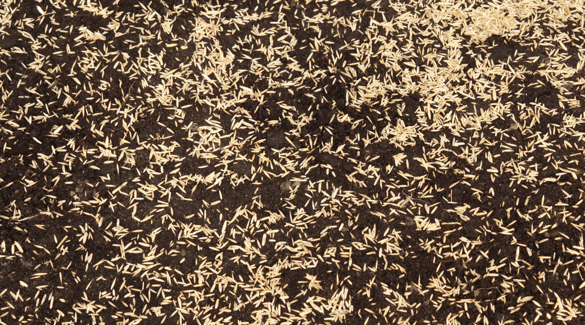 Will Grass Seed Grow if Not Covered with Soil? Properly Rooted