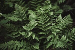 Properly Rooted the ultimate resource for your garden and backyard Ferns image