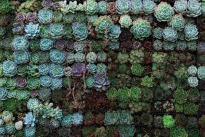 Properly Rooted the ultimate resource for your garden and backyard Succulents image