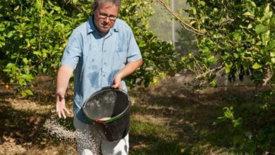 10 Best Citrus Tree Fertilizers How When To Use Them