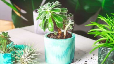 10 Best Succulent Pots and Succulent Planters