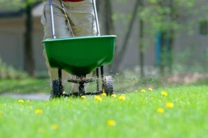 11 Best Weed And Feed For Lawns – How When To Use Them