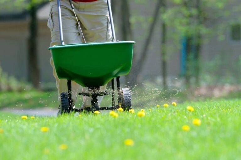 11 Best Weed And Feed For Lawns – How & When To Use Them