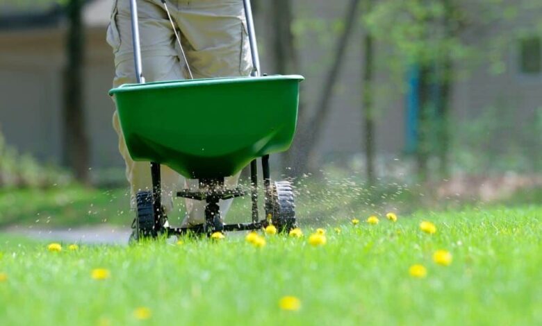 11 Best Weed And Feed For Lawns – How When To Use Them