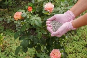 12 Best Rose Fertilizers And When To Apply Rose Food