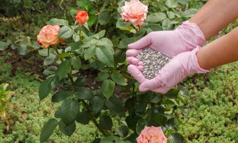 12 Best Rose Fertilizers And When To Apply Rose Food