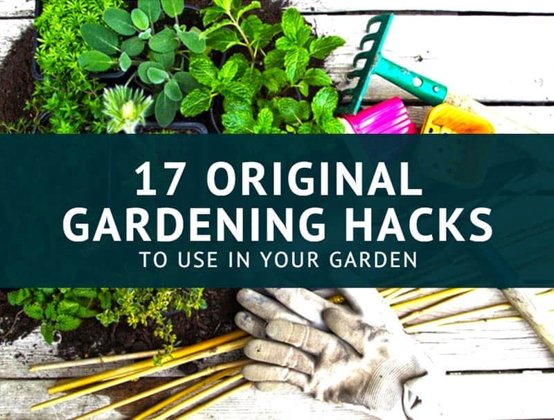 17 Original Gardening Hacks To Use In Your Garden | Properly Rooted