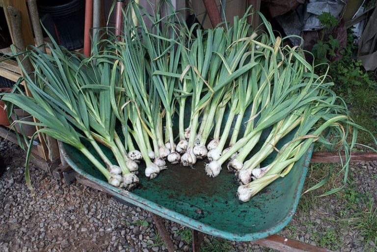 How to Get Garlic from Cloves