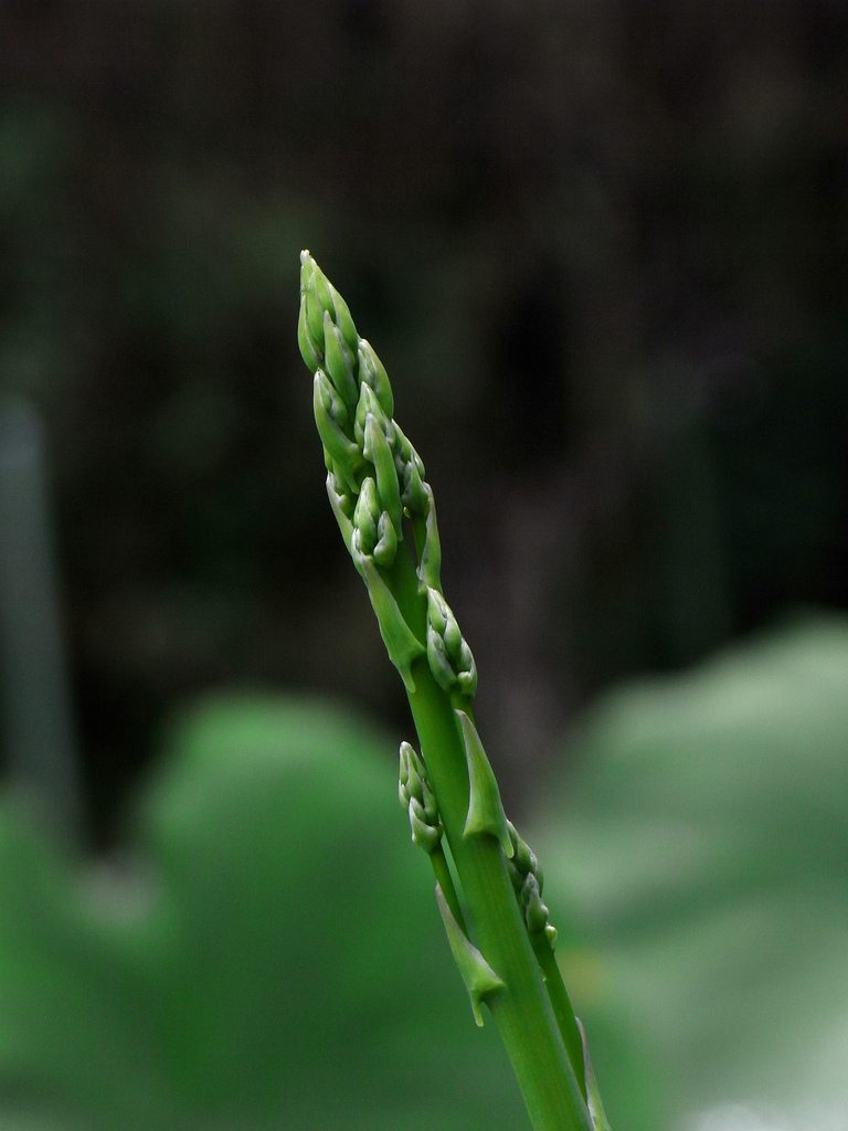 How Does Asparagus Grow: A Helpful Guide