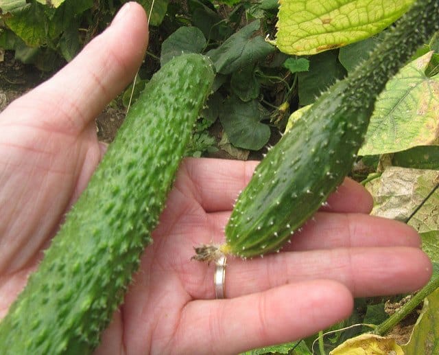 Knowing When to Pick Cucumbers