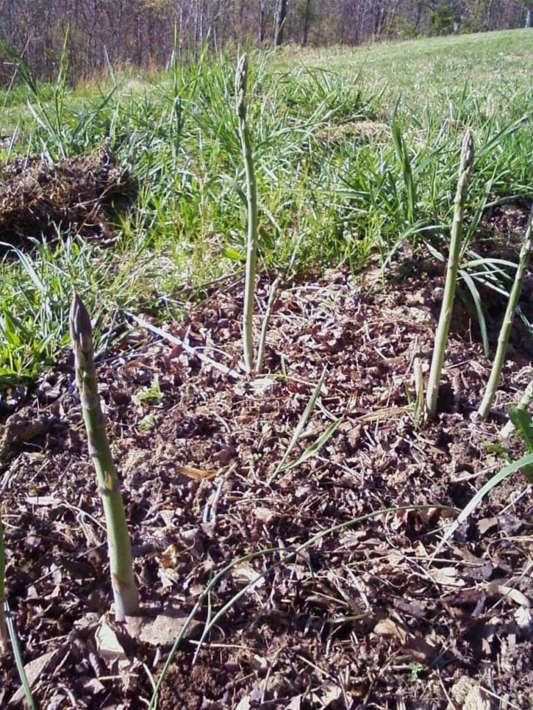 Finding the Best Soil for Asparagus