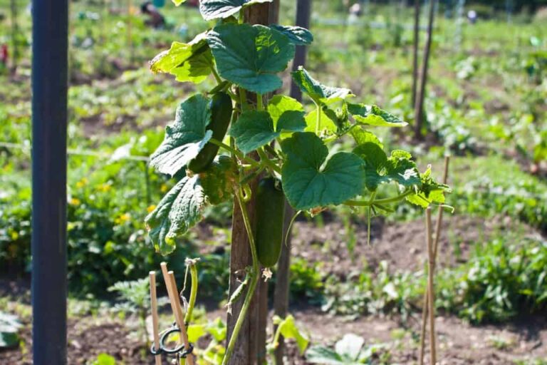 Top Tips for the Best Fertilizer for Cucumbers