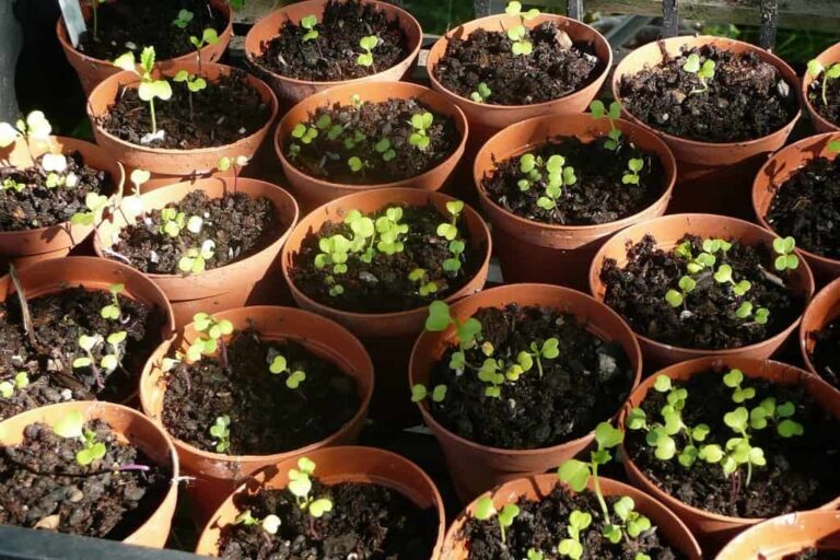 Learn About Growing Broccoli in Containers