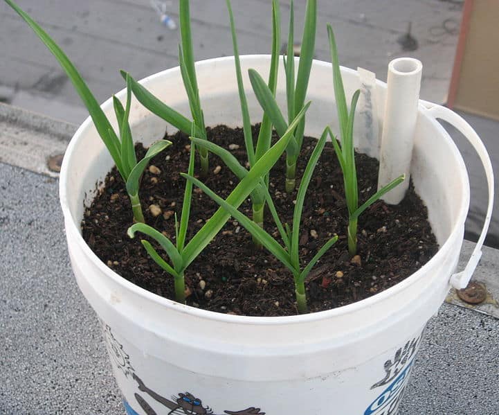 Tricks for Growing Garlic in a Container