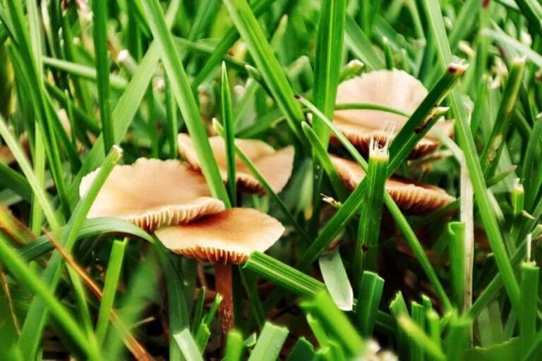 8 Ways How To Get Rid Of Mushrooms In Lawns And Gardens