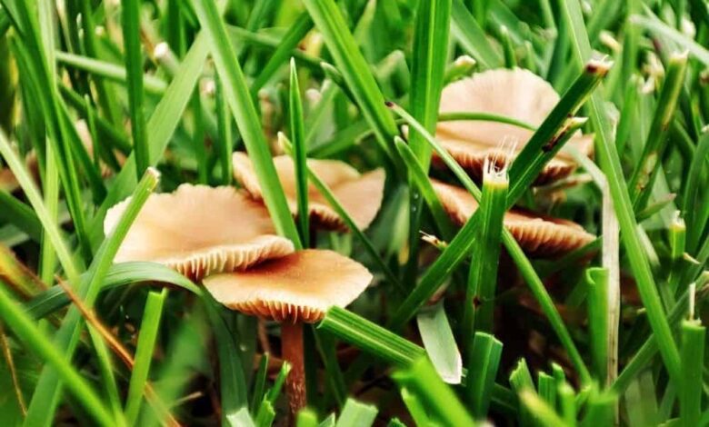 8 Ways How To Get Rid Of Mushrooms in Lawns and Gardens2