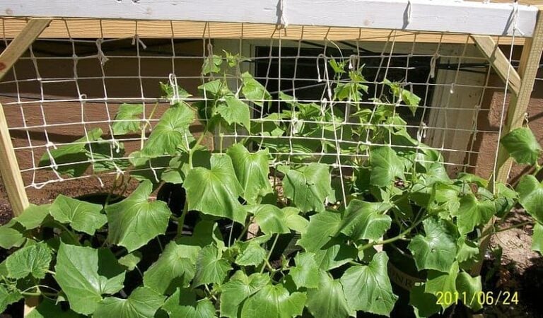 Growing Cucumbers Vertically: A New Way to Grow Produce