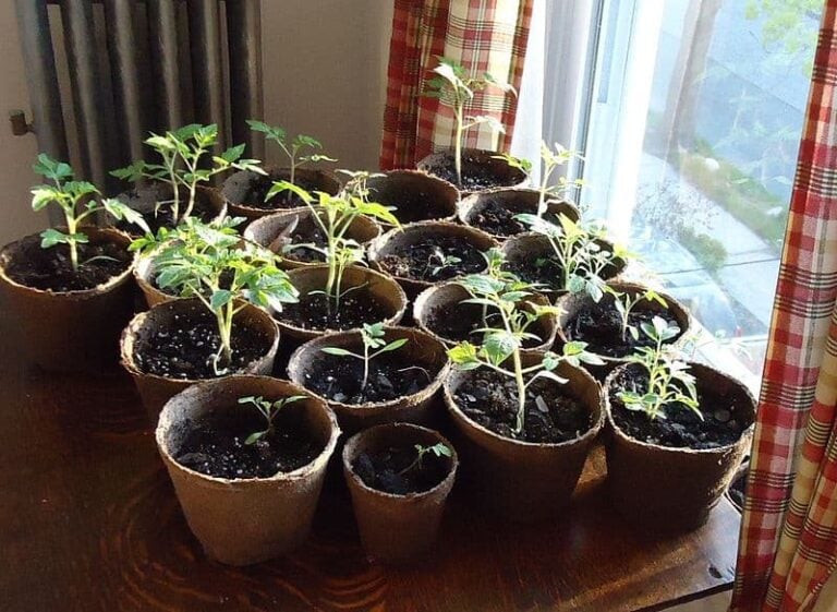 Our Tips for Growing Tomatoes Indoors