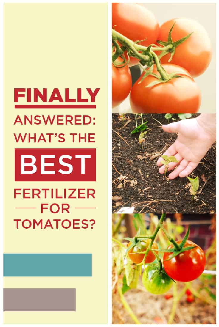 Picking the Best Fertilizer for Tomatoes