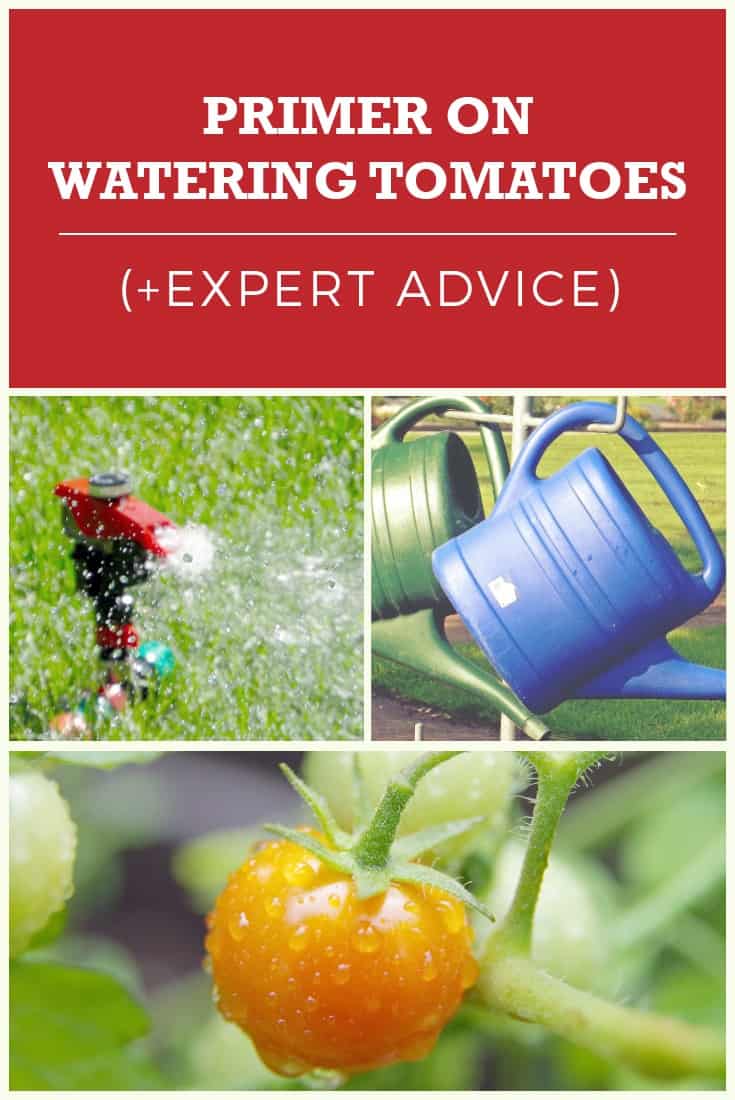 Watering Tomatoes More Effectively