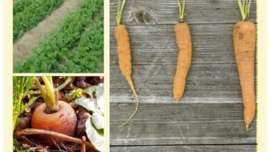 83350 Perrin Carrell Thinning Carrots Pinterest Image 052317