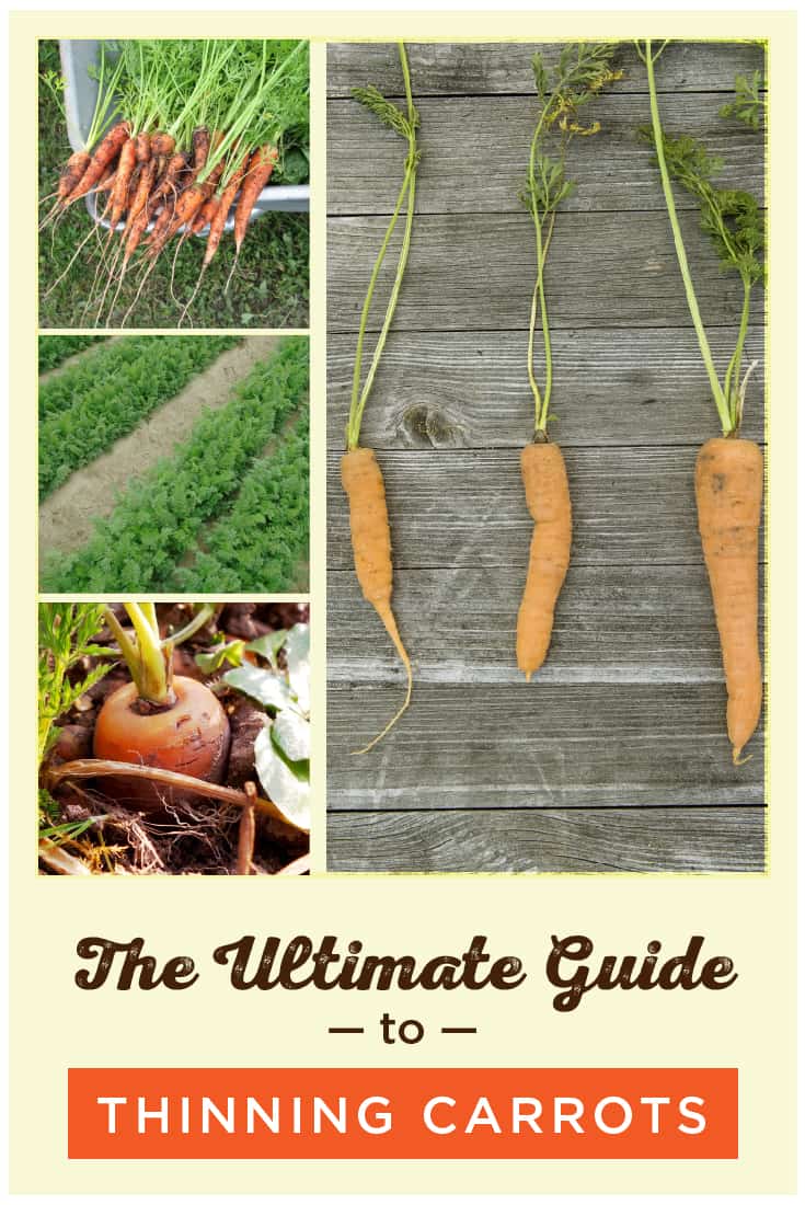 How to thin Carrots: A Guide to Thinning Carrots